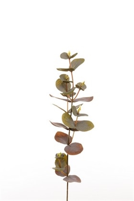 Eucalyptus stilk 40 cm. - Oliven